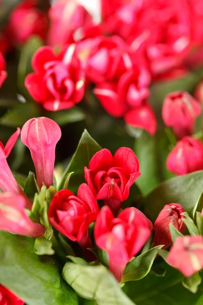 Rote Blüten — Stockfoto