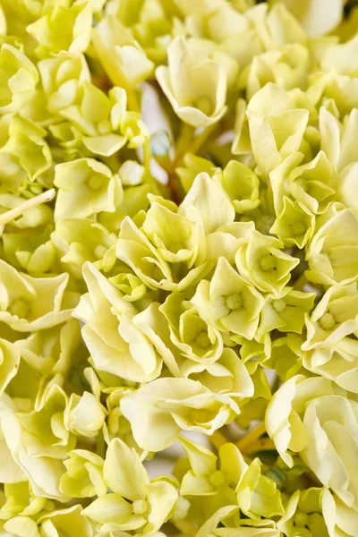 Bonita hortensia — Foto de Stock