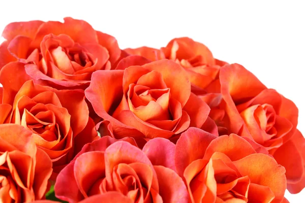 Trandafiri frumoși — Fotografie, imagine de stoc