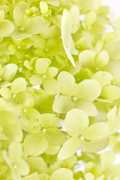 stock image Beautiful hydrangea