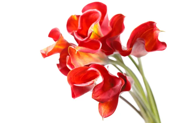 Mooie bloemen — Stockfoto