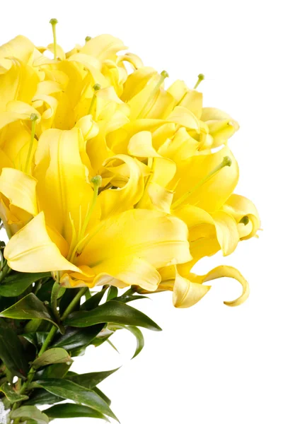 Krásné lilie — Stock fotografie