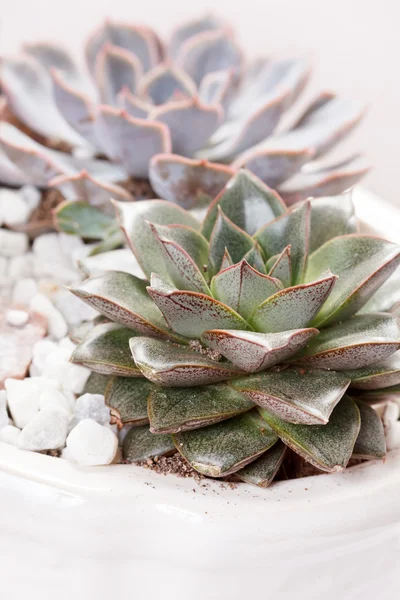 Succulent plants — Stock Photo, Image