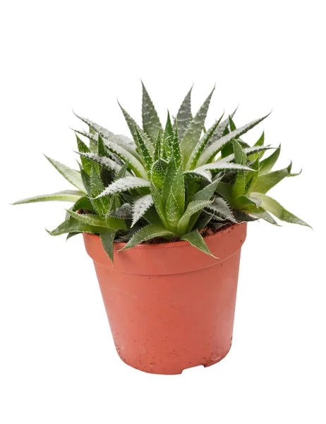 Aloe im Topf — Stockfoto