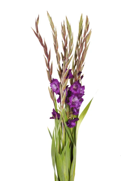 Gladiolus on the white — Stock Photo, Image
