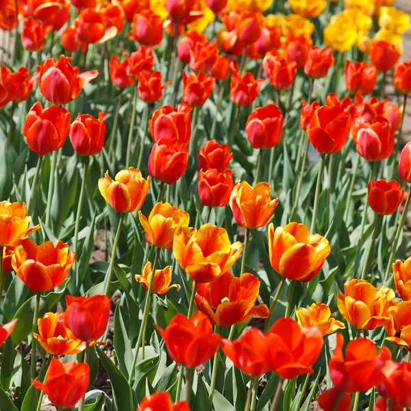 Stock image Beautiful tulips