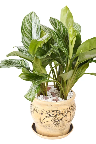 A pot a növény — Stock Fotó