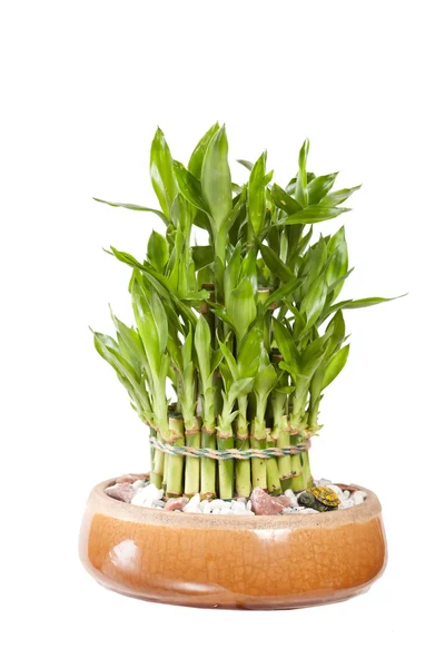 Bamboo in the pot — Stock Photo, Image