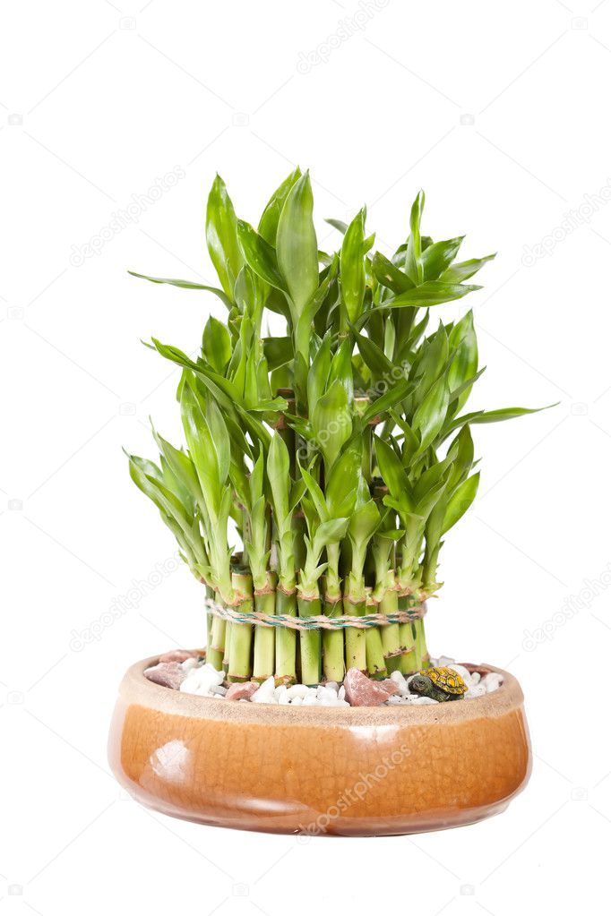 Bamboo in the pot