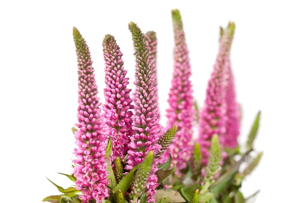 Stock image Pink flowers