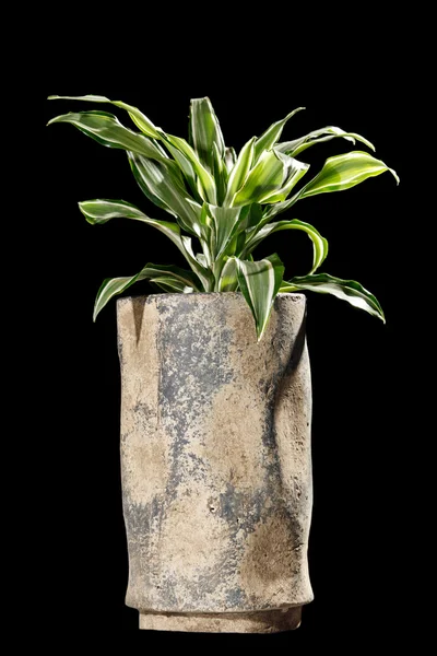 Ficus in de pot — Stockfoto