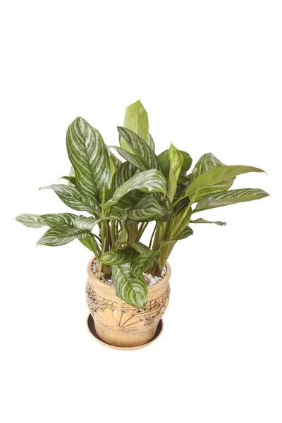 Ficus in the pot — Stock Photo, Image