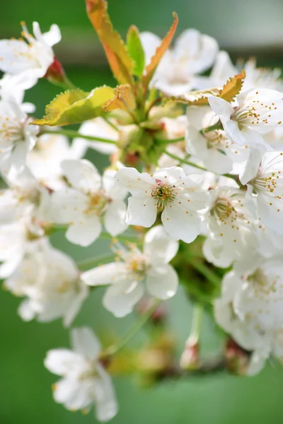 Flores de primavera — Fotografia de Stock