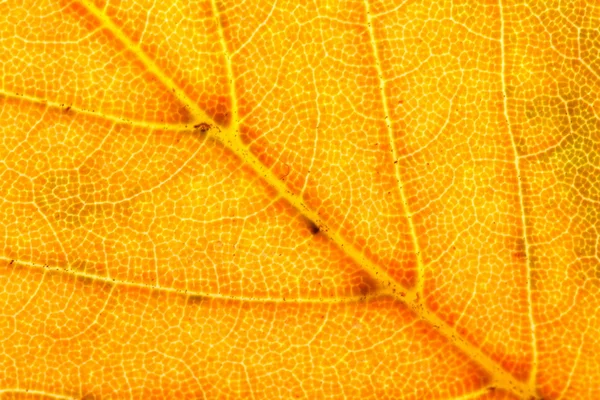 가 잎 배경 — 스톡 사진
