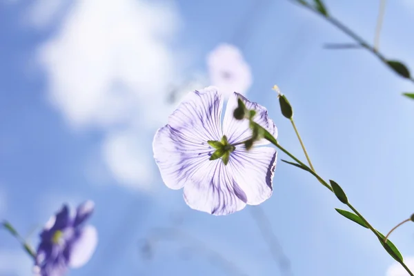 stock image Flax flowers