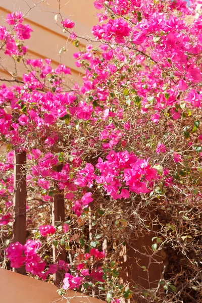 Blumen an der Wand — Stockfoto