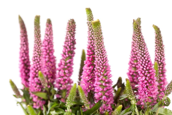 stock image Pink flowers