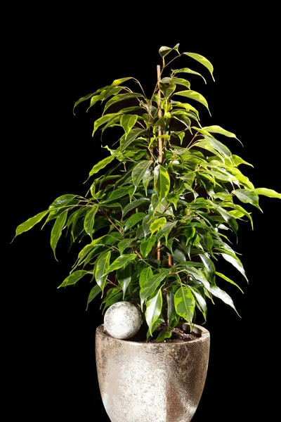 Ficus in de pot — Stockfoto