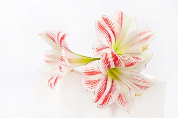 Nice lily — Stock Photo, Image