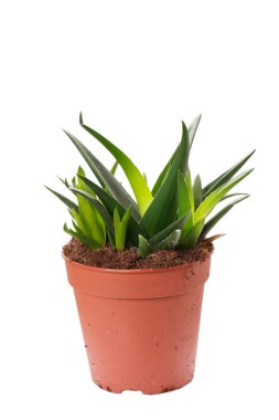 Saksıdaki aloe