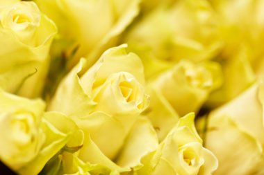 Yellow roses clipart