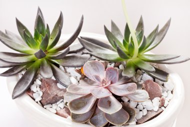 Succulent plants clipart