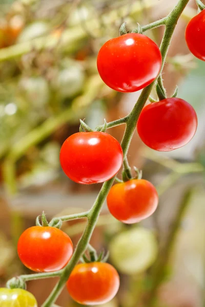 Garden tomatoes — Stock Photo, Image