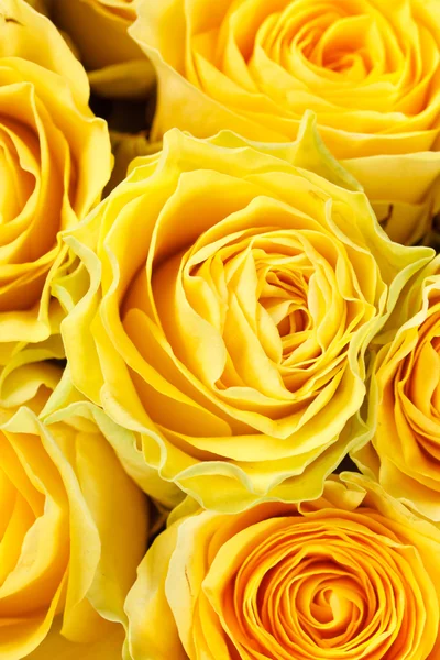 Rose gialle in full frame — Foto Stock