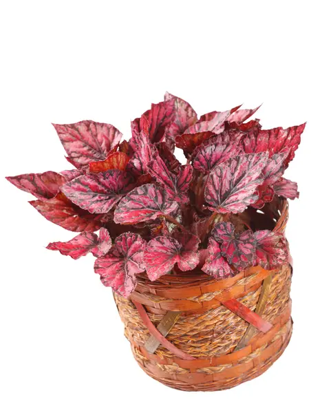 Begonia in pot — Stock Photo, Image