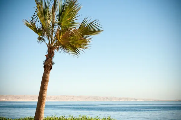 Palm en strand — Stockfoto