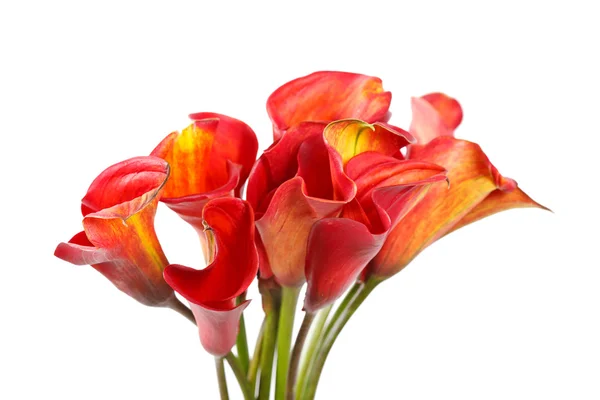 Schöne Blumen — Stockfoto