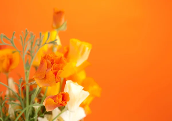 Geïsoleerde orchidee in oranje achtergrond — Stockfoto