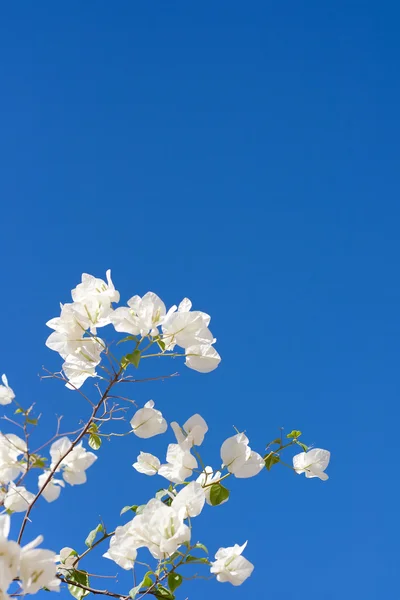 ดอกไม้ฤดูร้อน — ภาพถ่ายสต็อก