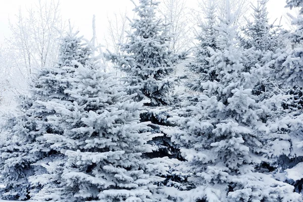 Χειμερινό πάρκο στο χιόνι — Φωτογραφία Αρχείου