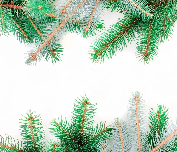 Fir tree branches — Stock Photo, Image