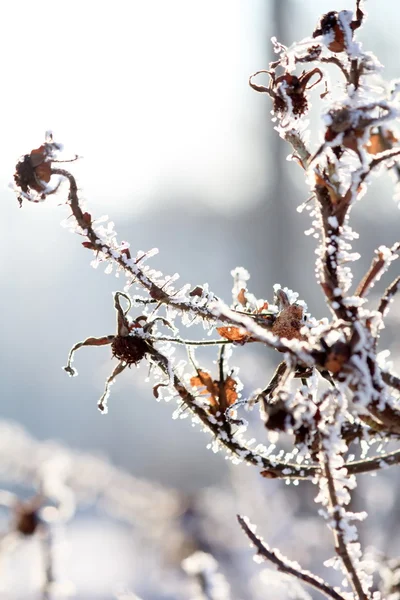 Frostiga nypon — Stockfoto