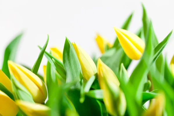 Nice tulips — Stock Photo, Image