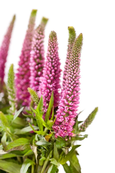 stock image Pink flowers