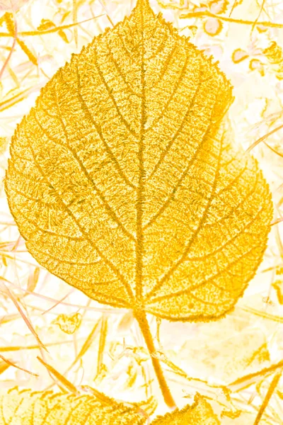 가을의 잎 — 스톡 사진