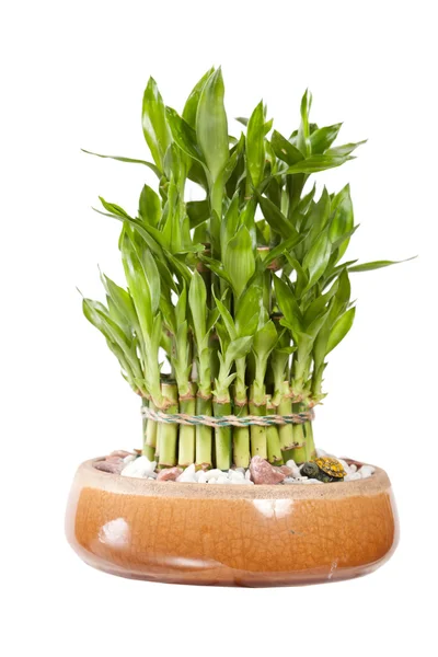 Bambu no pote — Fotografia de Stock
