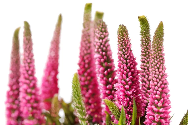 stock image Pink flowers