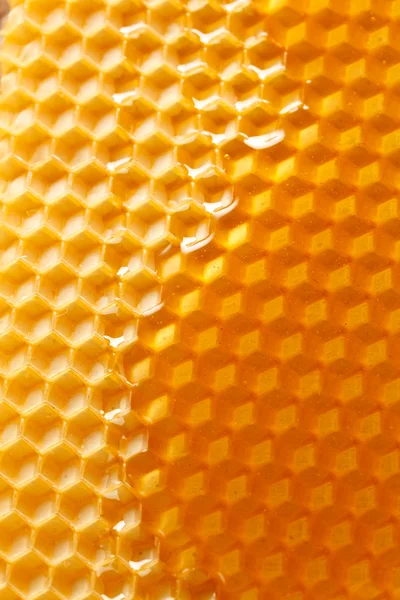 新鲜蜂蜜在梳子 — 图库照片