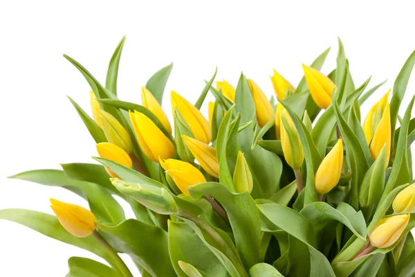 stock image Nice tulips