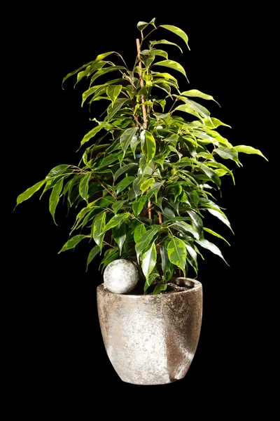 Ficus in the pot — Stock Photo, Image