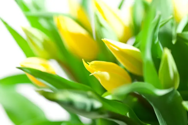 Ładne tulipany — Zdjęcie stockowe