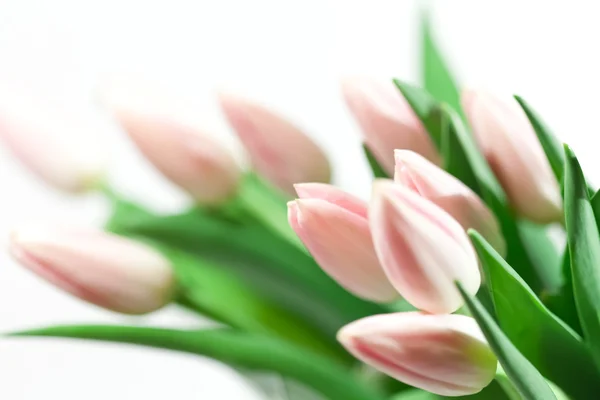 Szép tulipán — Stock Fotó