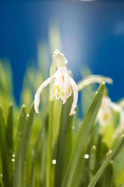 Λουλούδια λευκόιο — Φωτογραφία Αρχείου