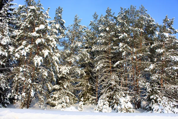Snö skog — Stockfoto