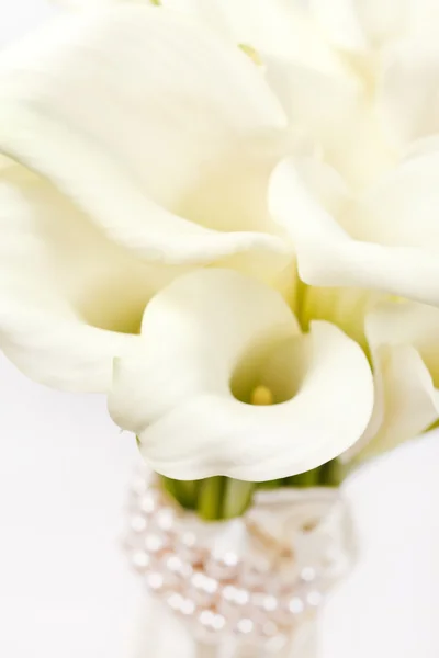 Calla λουλούδια — Φωτογραφία Αρχείου