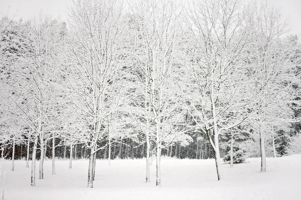 Parc d'hiver dans la neige — Photo